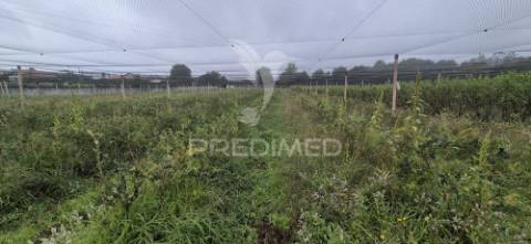 Fantástica quinta de produção de mirtilos, atualmente em produção..