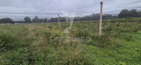 Fantástica quinta de produção de mirtilos, atualmente em produção..