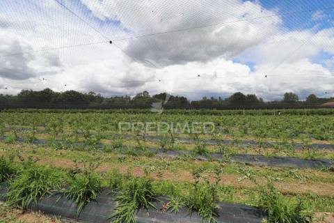 Fantástica quinta de produção de mirtilos, atualmente em produção..