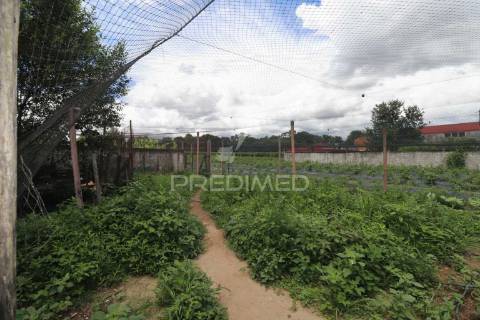 Fantástica quinta de produção de mirtilos, atualmente em produção..