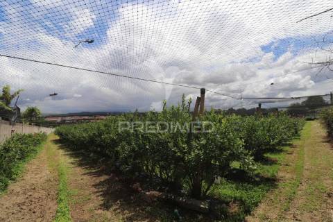 Fantástica quinta de produção de mirtilos, atualmente em produção..