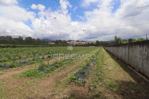 Fantástica quinta de produção de mirtilos, atualmente em produção..