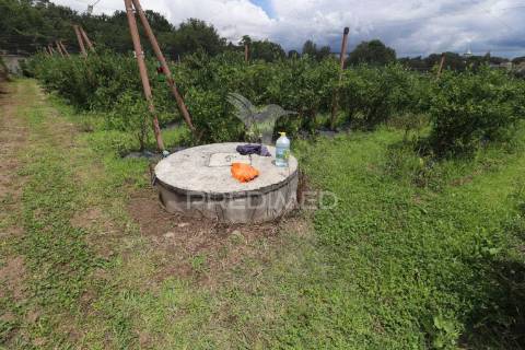 Fantástica quinta de produção de mirtilos, atualmente em produção..