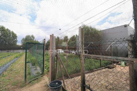 Fantástica quinta de produção de mirtilos, atualmente em produção..