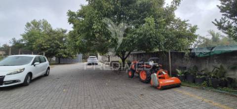 Fantástica quinta de produção de mirtilos, atualmente em produção..