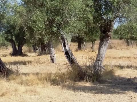 Propriedade -terreno rustico  em vale sobrigo