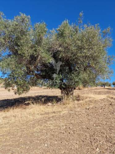 Propriedade -terreno rustico  em vale sobrigo