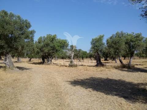 Propriedade -terreno rustico  em vale dos picos