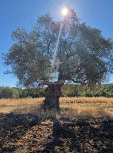 Propriedade -terreno rustico  em vale dos picos