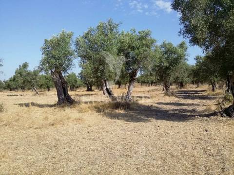 Propriedade -terreno rustico -monte da tumba