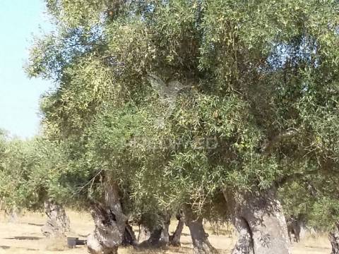 Propriedade -terreno rustico -monte da tumba