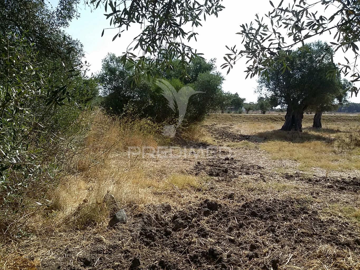 Propriedade -terreno rustico -monte da tumba