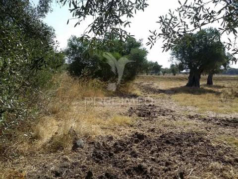 Propriedade -terreno rustico -monte da tumba