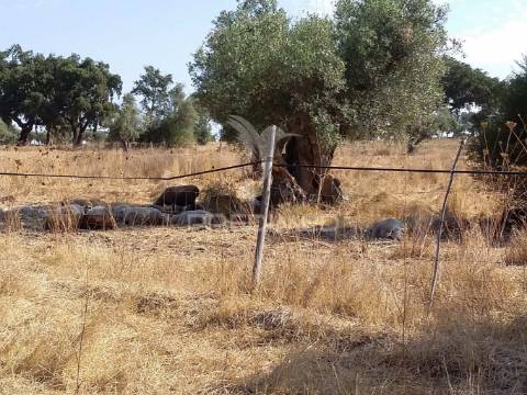 Propriedade -terreno rustico -monte da tumba