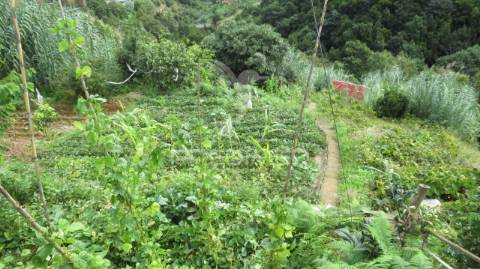 Terreno e palheiro no porto da cruz com 3.740m2