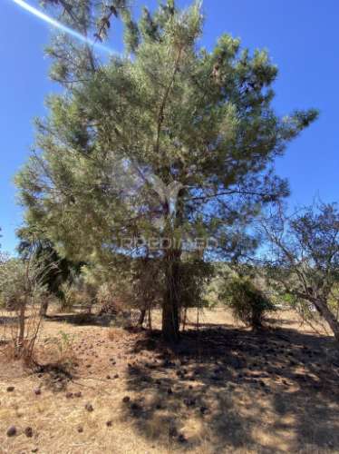 Terreno urbano com 5000mts2, em portalegre