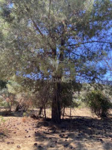 Terreno urbano com 5000mts2, em portalegre