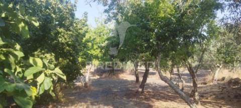 Quinta em galegos/marvão