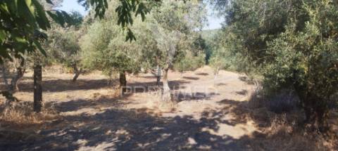 Quinta em galegos/marvão