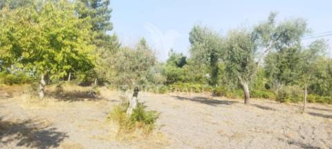 Quinta em galegos/marvão