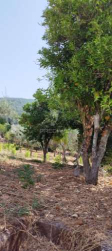 Quintinha em s julião