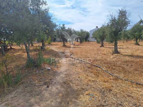 Quintinha t2 em caia