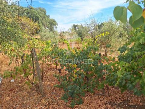 Quintinha t2 em caia