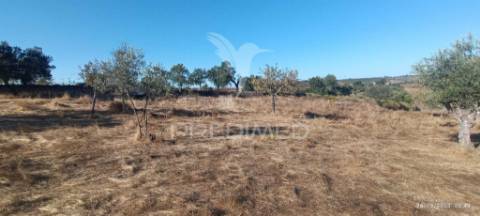 ? terreno rústico à venda – com árvores de fruto, apoio agrícola e poço de água!
