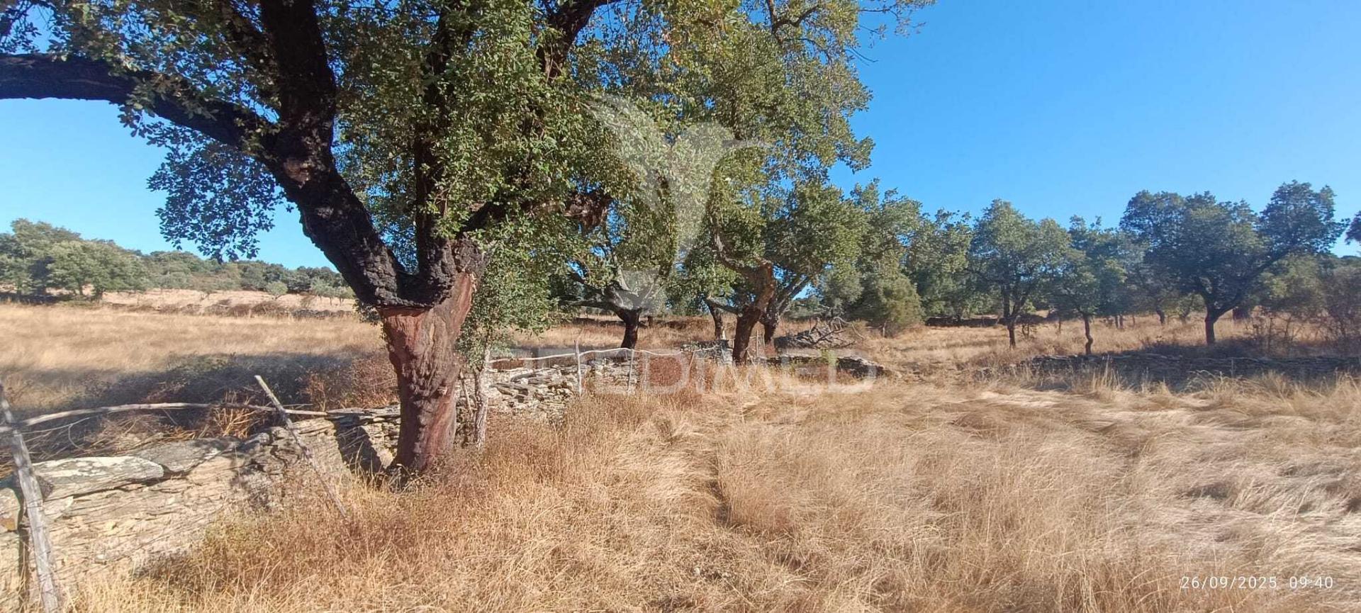 ? terreno rústico à venda – com árvores de fruto, apoio agrícola e poço de água!