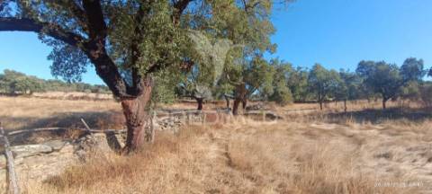 ? terreno rústico à venda – com árvores de fruto, apoio agrícola e poço de água!