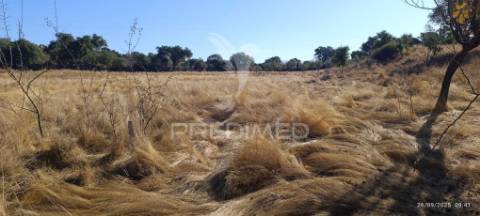 ? terreno rústico à venda – com árvores de fruto, apoio agrícola e poço de água!