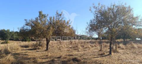 ? terreno rústico à venda – com árvores de fruto, apoio agrícola e poço de água!