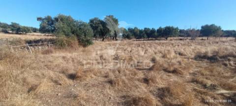 ? terreno rústico à venda – com árvores de fruto, apoio agrícola e poço de água!