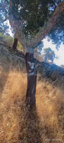 ? terreno rústico à venda – com árvores de fruto, apoio agrícola e poço de água!