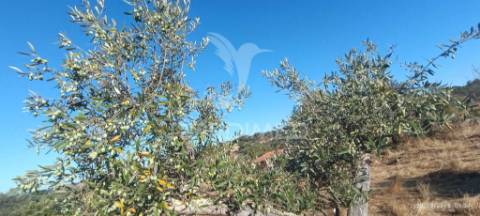 ? terreno rústico à venda – com árvores de fruto, apoio agrícola e poço de água!