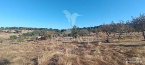 ? terreno rústico à venda – com árvores de fruto, apoio agrícola e poço de água!