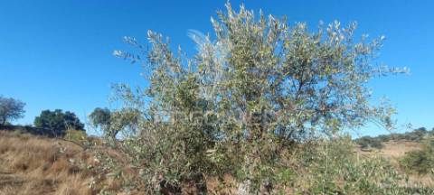 ? terreno rústico à venda – com árvores de fruto, apoio agrícola e poço de água!