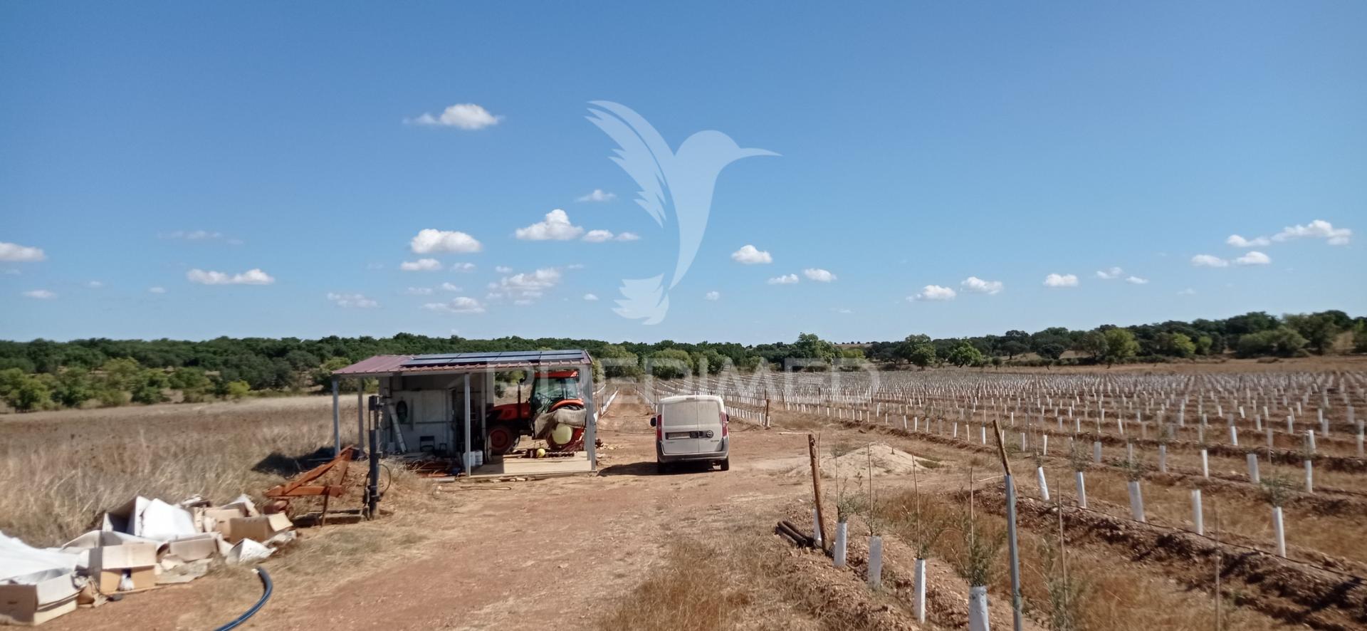 Olival super intensivo de 5,9ha à venda em cano- sousel