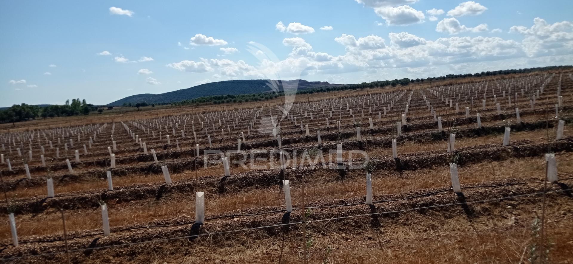 Olival super intensivo de 5,9ha à venda em cano- sousel