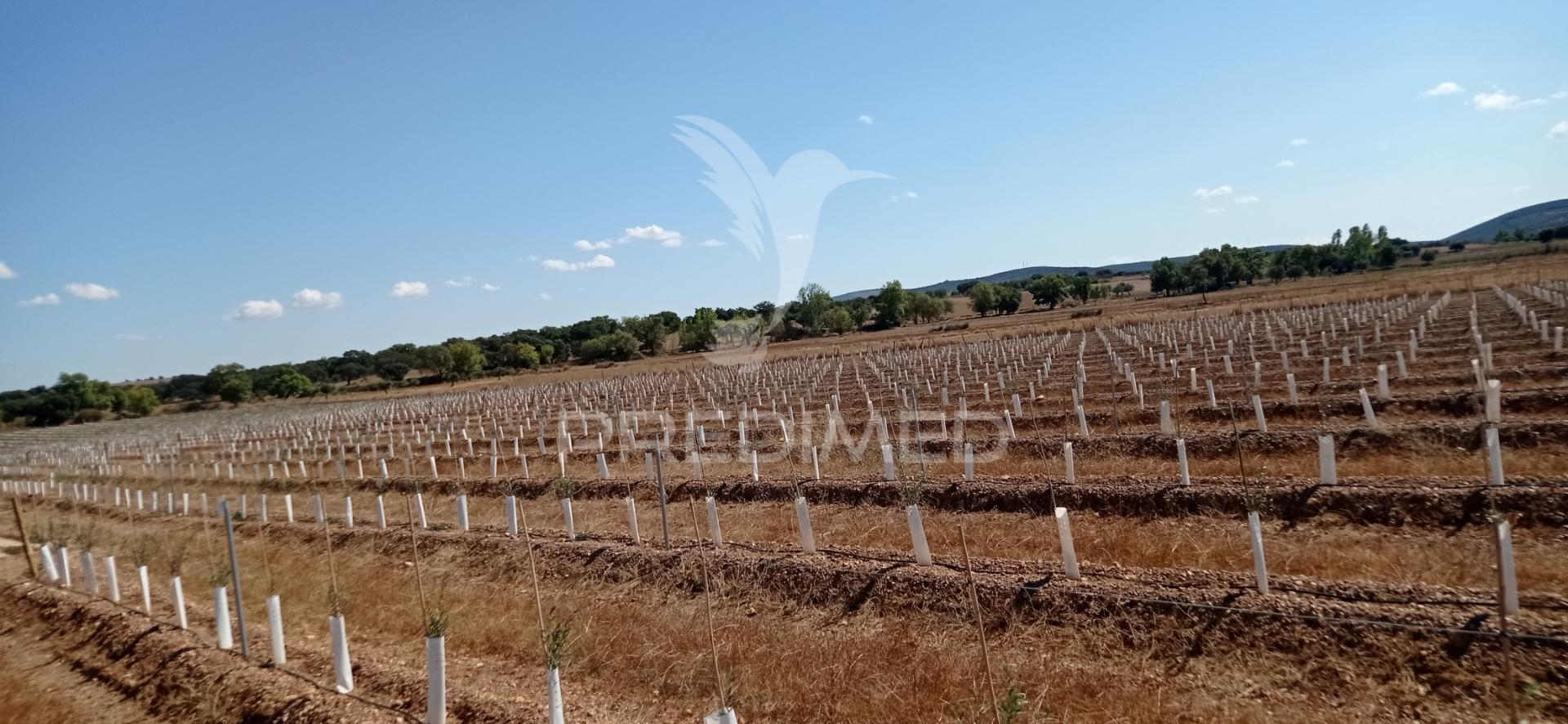 Olival super intensivo de 5,9ha à venda em cano- sousel