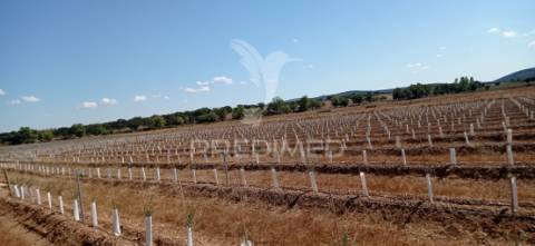 Olival super intensivo de 5,9ha à venda em cano- sousel
