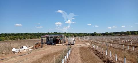 Olival super intensivo de 5,9ha à venda em cano- sousel