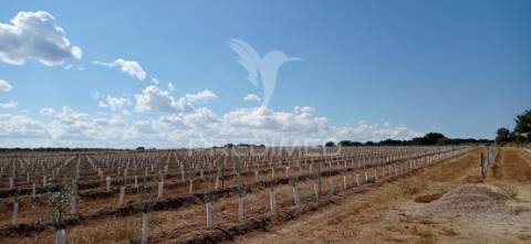 Olival super intensivo de 5,9ha à venda em cano- sousel