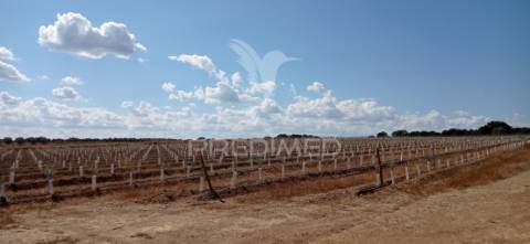Olival super intensivo de 5,9ha à venda em cano- sousel