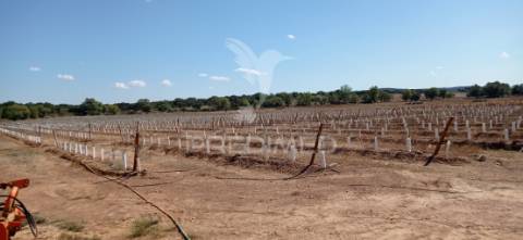 Olival super intensivo de 5,9ha à venda em cano- sousel