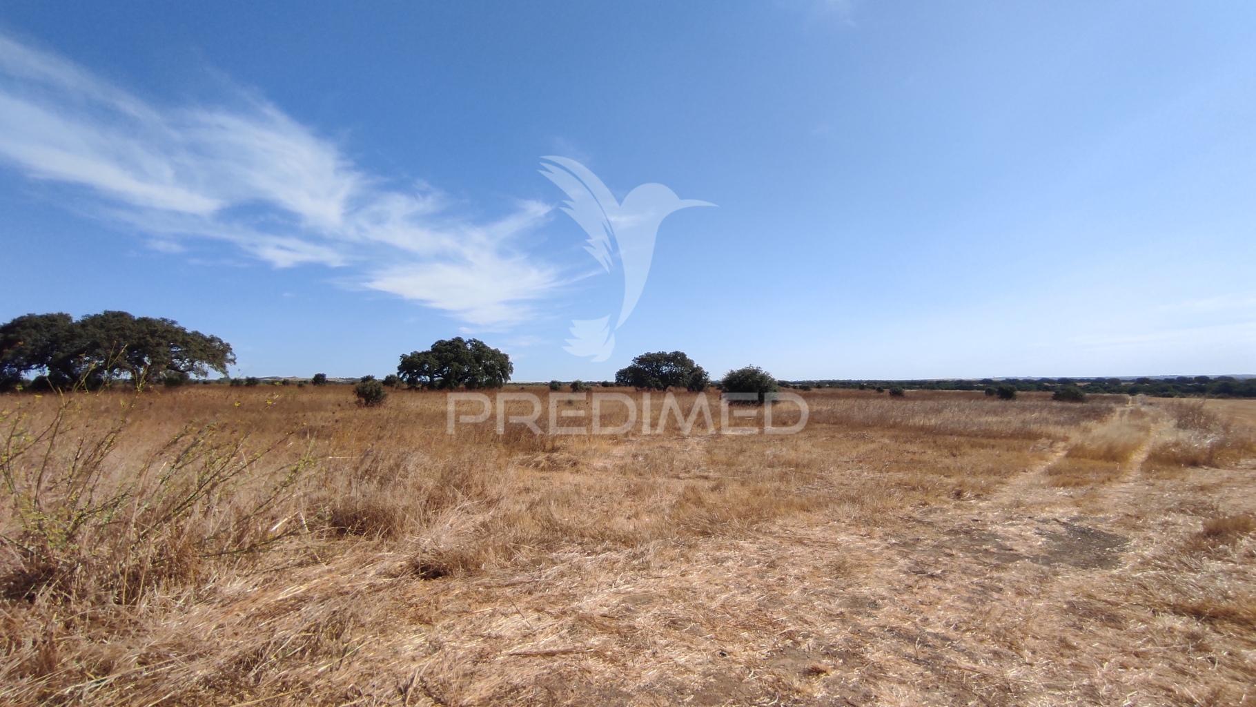 Terreno agrícola de sequeiro para venda – 12 hectares