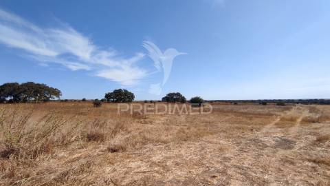 Terreno agrícola de sequeiro para venda – 12 hectares