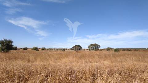 Terreno agrícola de sequeiro para venda – 12 hectares