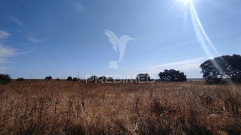 Terreno agrícola de sequeiro para venda – 12 hectares