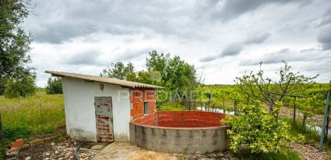 Vinha e alfaias para venda marque já a sua visita..